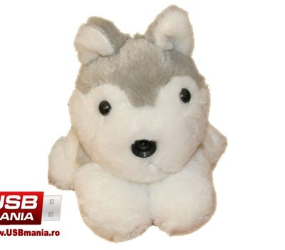 Webcam Catelus Husky